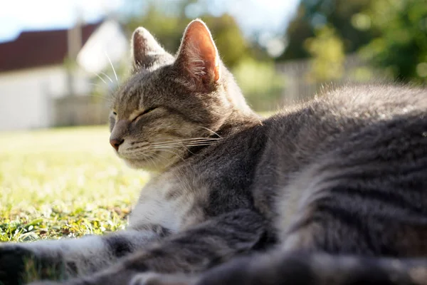 Lindo Gato Gris Tumbado Disfrutando Del Sol Parque Primavera — Foto de Stock