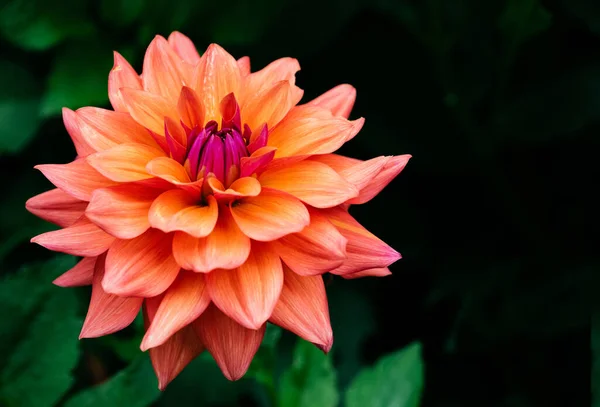 Een Dichtbij Shot Van Een Sinaasappel Dahlia Bloem Rousham House — Stockfoto