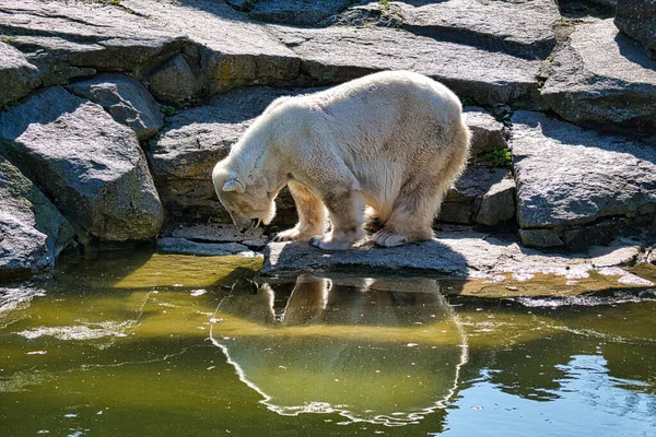 ベルリン動物園のホッキョクグマの美しい景色と小さな池の反射 — ストック写真