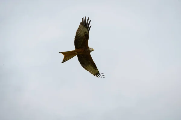 Closeup Red Kite Flying High Blue Sky Wings Wide Open — Stock Photo, Image