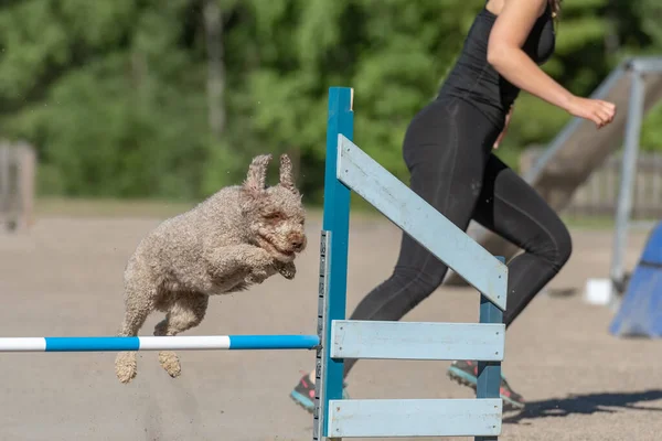 女性のトレーナーに続いて 敏捷性のハードルを飛び越えるスペインの水の犬の閉鎖 — ストック写真