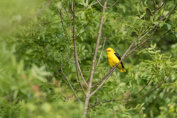 欧亚大陆金黄色的鸟栖息在树枝上的选择性聚焦镜头 — 图库照片