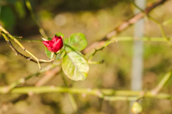 Close Botão Rosa Vermelho Com Fundo Folhas Verdes Ramos Iluminados — Fotografia de Stock