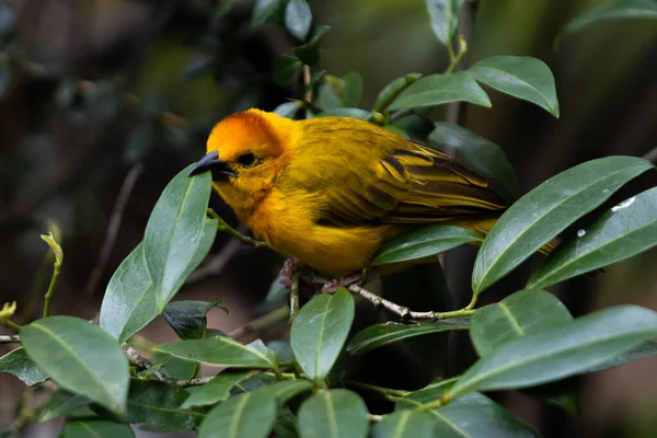 Plan Peu Profond Tisserand Doré Est Perché Sur Une Branche — Photo