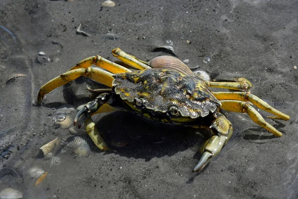 Closeup European Green Crab Sandy Beach Sunlight — Stock Photo, Image