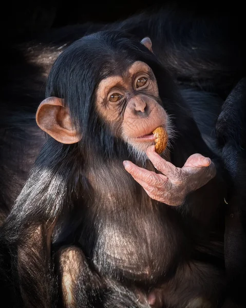 Vertical Closeup Juvenile Chimpanzee Pan Troglodytes — Stock Photo, Image