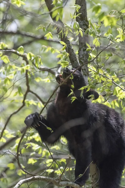ツリー内の枝に噛む黒いクマの垂直ショット — ストック写真
