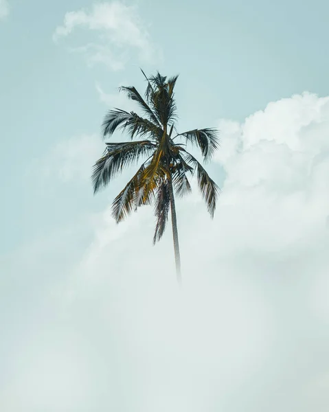 Een Palmboom Hoog Wolken — Stockfoto