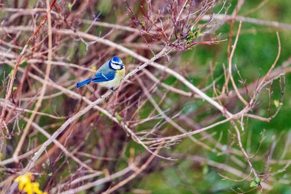 Beautiful Great Tit Bird Perching Bushes Blurred Background — стоковое фото