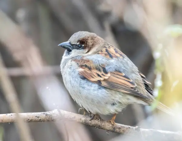 背景がぼやけている小枝に家のスズメの鳥の浅い焦点 — ストック写真