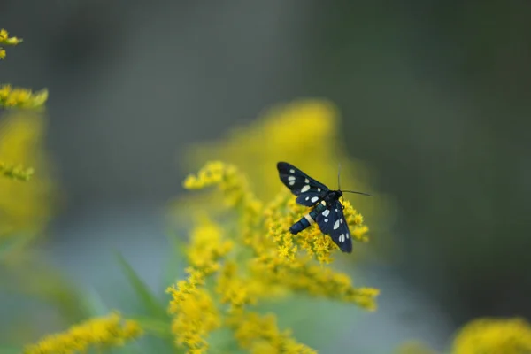 Selective Focus Shot Nine Spotted Moth Flowered Wrinkleleaf Goldenrod Solidago — 스톡 사진
