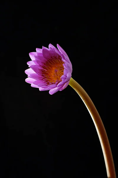 Ένα Όμορφο Λουλούδι Μωβ Πέταλα Απομονωμένο Μαύρο Φόντο — Φωτογραφία Αρχείου