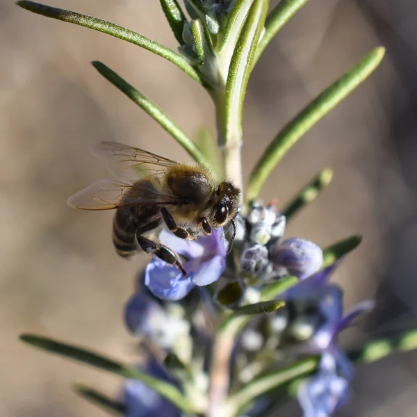 Zbliżenie Pszczoły Miodnej Rosmarinus Rozmytym Tle — Zdjęcie stockowe