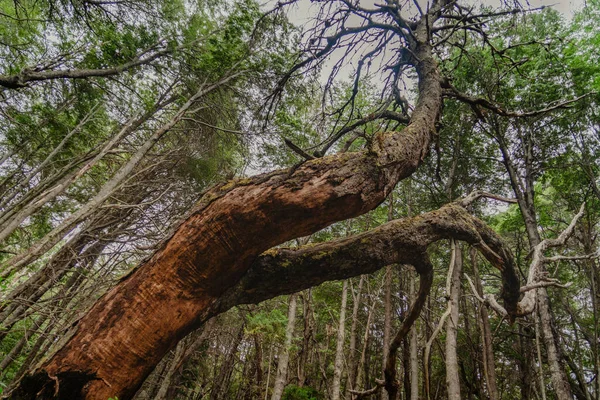 Низкоугольный Снимок Густого Леса Красивыми Деревьями — стоковое фото
