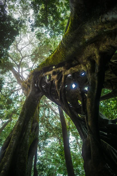 Pionowe Ujęcie Niskiego Kąta Tajemniczego Wysokiego Drzewa Lesie Monteverde Kostaryka — Zdjęcie stockowe
