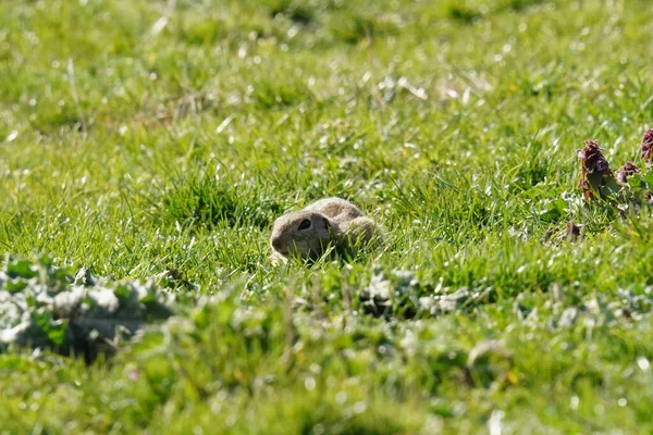 Gros Plan Des Rongeurs Gopher Assis Sur Herbe — Photo