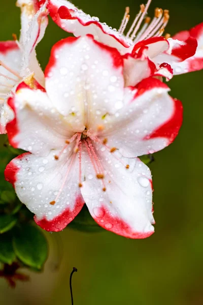 Detailní Záběr Krásné Červené Bílé Orchideje — Stock fotografie