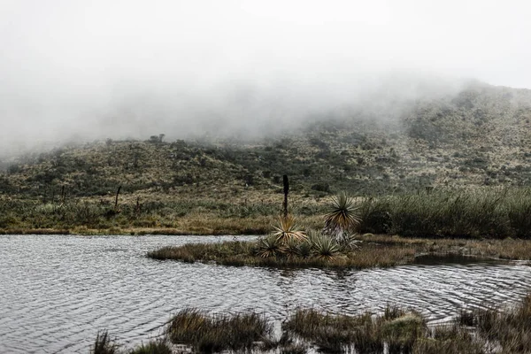 Вид Озеро Калима Растущими Кустарниками Frailejones Фоне Зеленых Холмов Туманный — стоковое фото