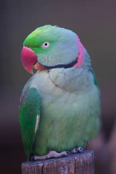 Vertikální Zaměření Papouška Kroužkovaného Dřevěné Kládě — Stock fotografie