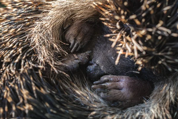 Detailní Záběr Rozkošného Svinutého Ježka — Stock fotografie