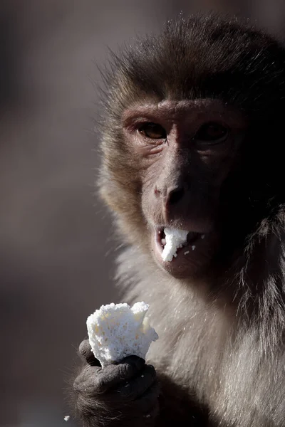 Primer Plano Mono Comiendo Sobre Fondo Borroso — Foto de Stock