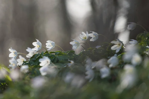 Detailní Záběr Philadelphus Lemoine Rostlin Zelenými Listy Zemi Zahradě Denního — Stock fotografie