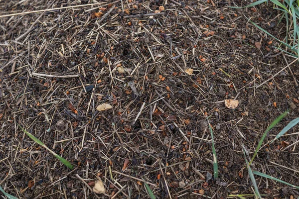 Een Close Van Natte Grond Regen — Stockfoto