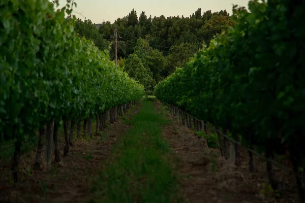 Una Hermosa Toma Sendero Del Parque Entre Los Árboles Granja — Foto de Stock