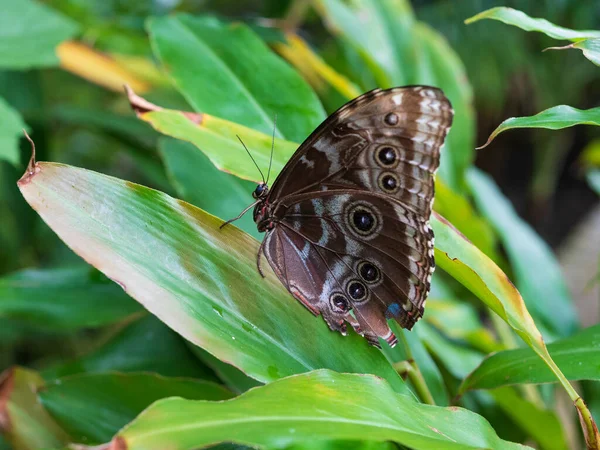 Nahaufnahme Eines Braunen Schmetterlings Auf Einer Pflanze — Stockfoto