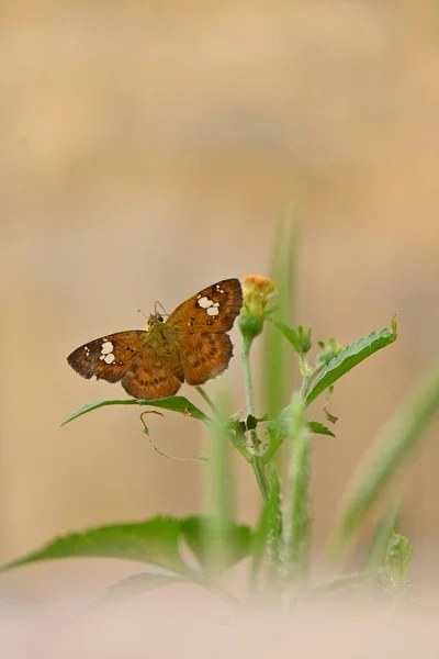 Tiro Vertical Uma Pequena Borboleta Sentada Uma Folha Planta — Fotografia de Stock