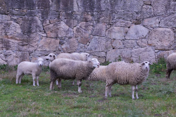 Tiro Close Ovelhas Pastando Floresta Galiza Espanha — Fotografia de Stock