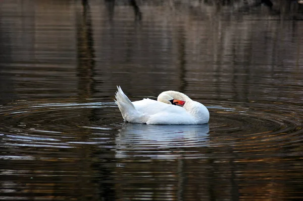 Крупный План Красивого Белого Лебедя Озере — стоковое фото