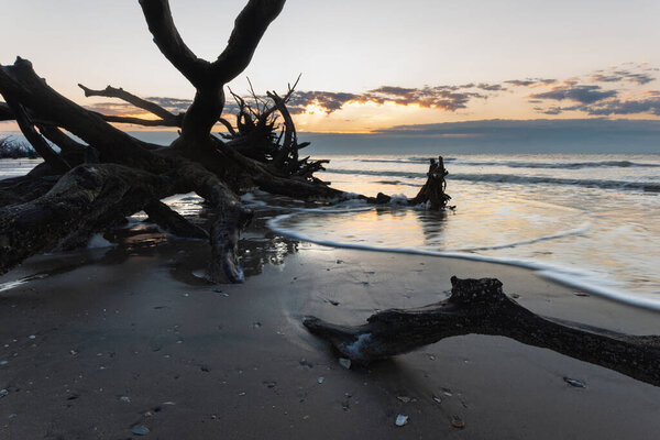 A closeup shot of tree branches on a sandy beach