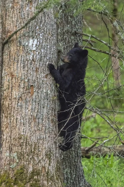 Vertikální Detailní Záběr Černého Medvěda Který Snaží Vylézt Strom Lese — Stock fotografie