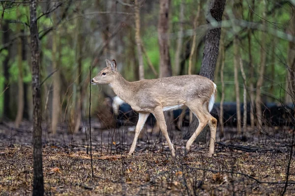 森の中のかわいい茶色の鹿のクローズアップ — ストック写真