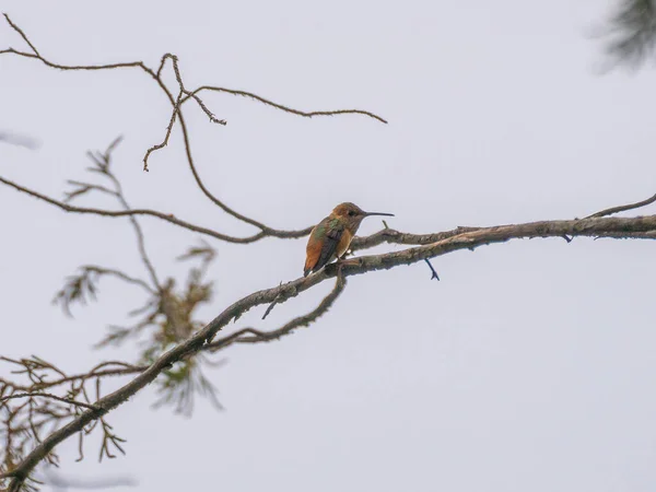 Närbild Kolibri Trädgren — Stockfoto