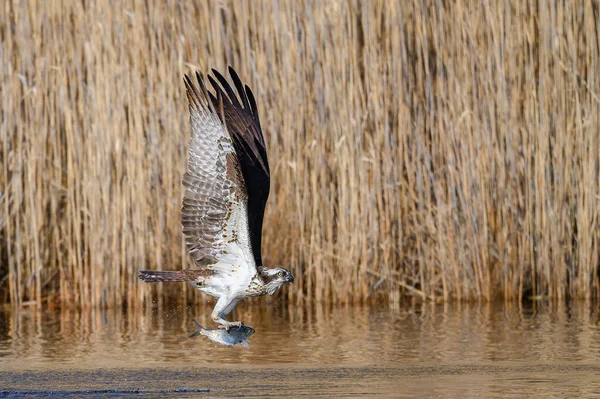 Pájaro Osprey Pesca Peces Alewife Estanque Durante Primavera —  Fotos de Stock