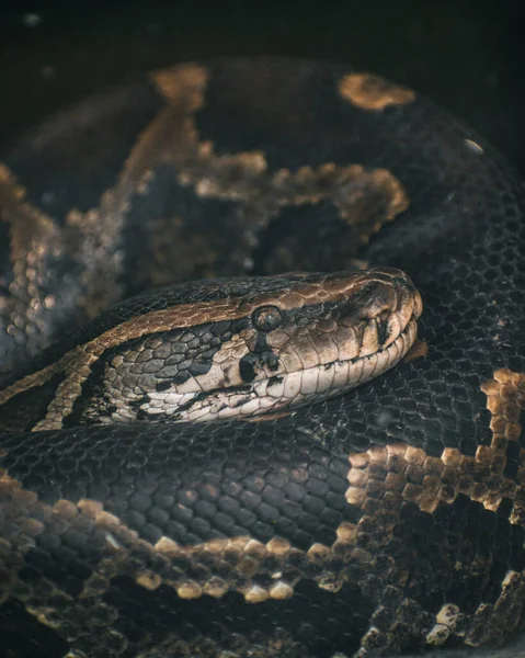 Closeup Shot Reticulated Python Head — Stock Photo, Image