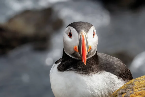 Tiro Perto Puffin Atlântico Sobre Rochas Durante Dia Com Fundo — Fotografia de Stock