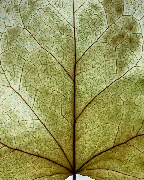 A wallpaper and Leaf Textures