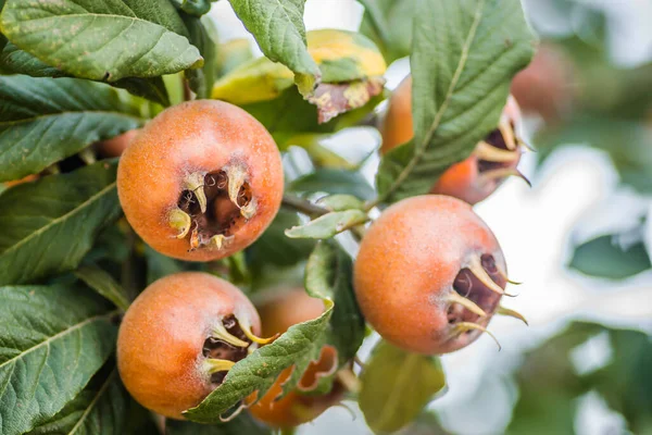 Tiro Close Frutos Maduros Medlar Mespilus Germanica Uma Árvore — Fotografia de Stock