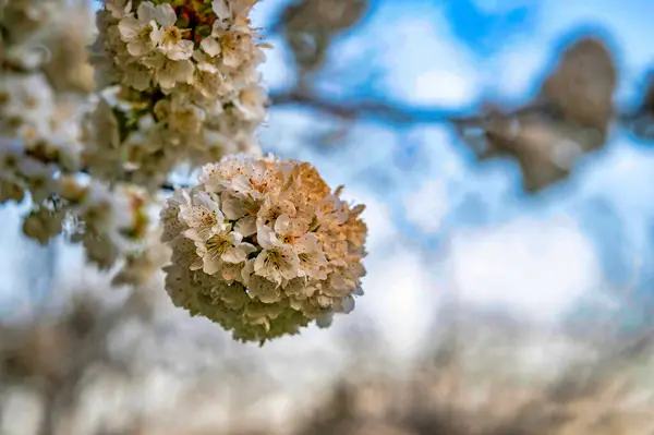 Enfoque Selectivo Hermosas Ramas Cerezo Blanco Árbol Temporada Primavera Sobre — Foto de Stock