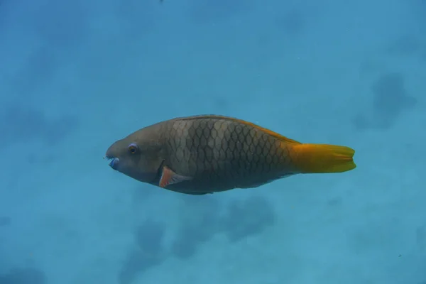 Pez Loro Nadando Agua — Foto de Stock