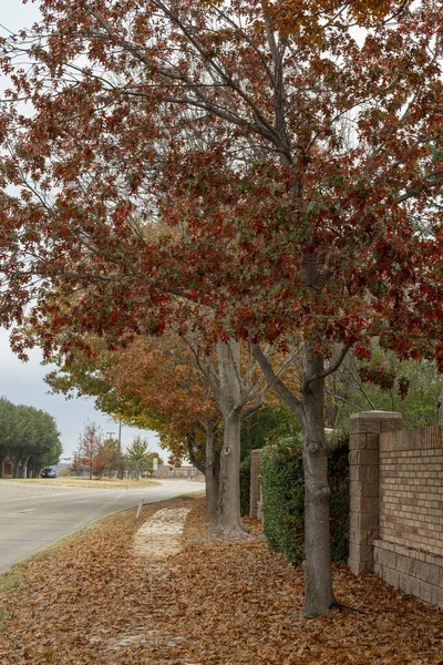 Uma Bela Foto Árvores Coloridas Durante Outono Mckinney Texas — Fotografia de Stock