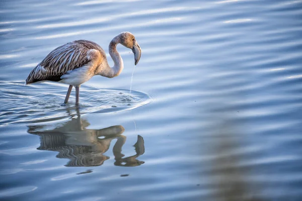 Daha Büyük Bir Flamingo Parlak Güneş Işığının Altındaki Bir Kütlesine — Stok fotoğraf