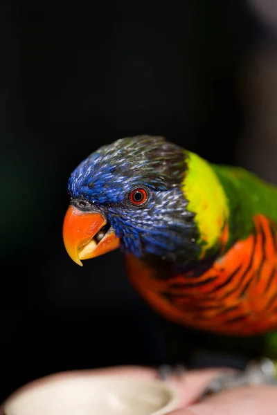 Nahaufnahme Eines Papageis Auf Einem Ast — Stockfoto