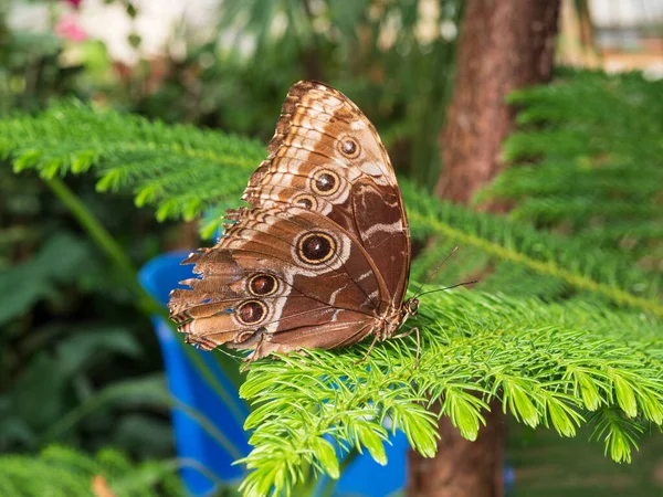 一只褐色蝴蝶在植物上的特写镜头 — 图库照片