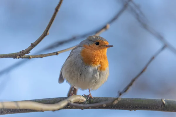 Grund Fokus Europeisk Robin Fågel Står Trädgren Med Suddig Bakgrund — Stockfoto