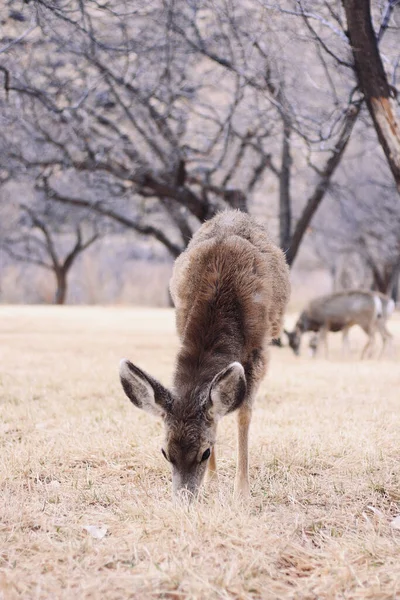 Vertical Shot Mule Deer Odocoileus Hemionus Grazing Grass Field — Stock Photo, Image