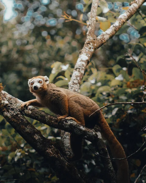 Een Verticaal Schot Van Een Gekroonde Lemur Boom — Stockfoto